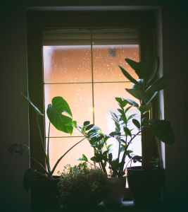 plants near the window